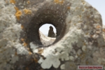 Karahunge Armenian Stonhenge