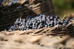 Armenian grapes